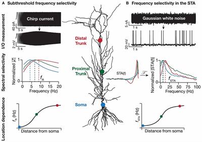 Strings on a Violin: Location Dependence of Frequency Tuning in Active Dendrites